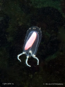Tiny red sausage jelly, Euphysa sp, Canon G10. by Bea & Stef Primatesta 
